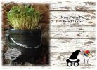 Handcrafted Pots Planters with Herbs Microgreens