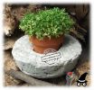 Herb Microgreen Bowls Pots Planters 